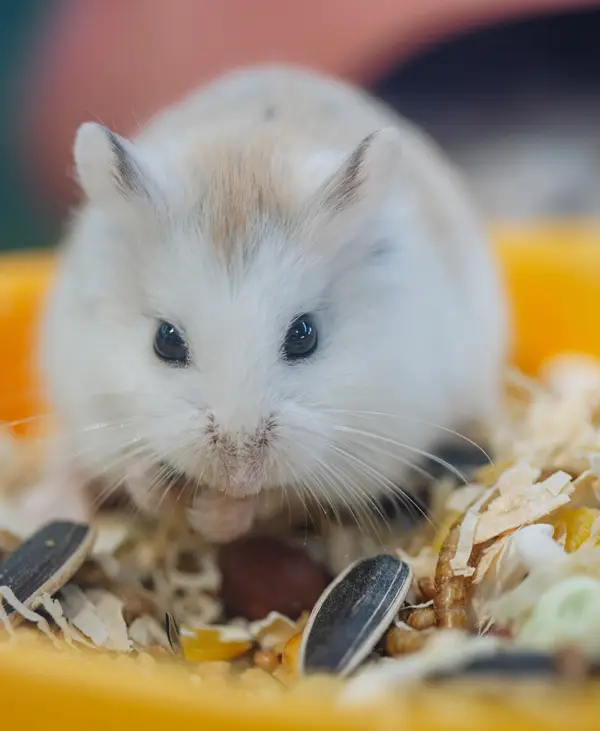 Shop cho hamster